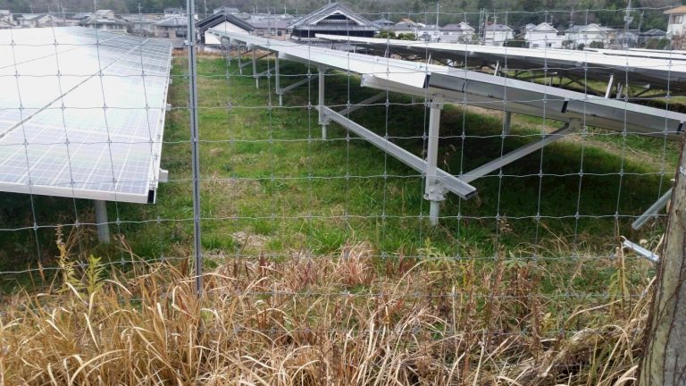 太陽光発電施設の雑草対策 新提案のクローバーを試験中 太陽光発電の株式会社ジオリゾーム